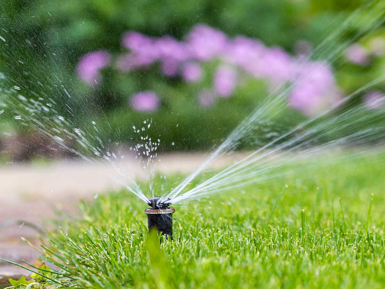 ar-blue-clean-argp-series-800xb-pompa-per-giardino-autoadescante image 2